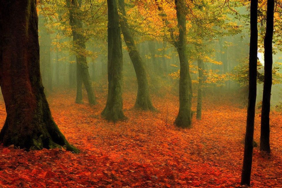 Mystical autumn forest with fallen leaves and golden light