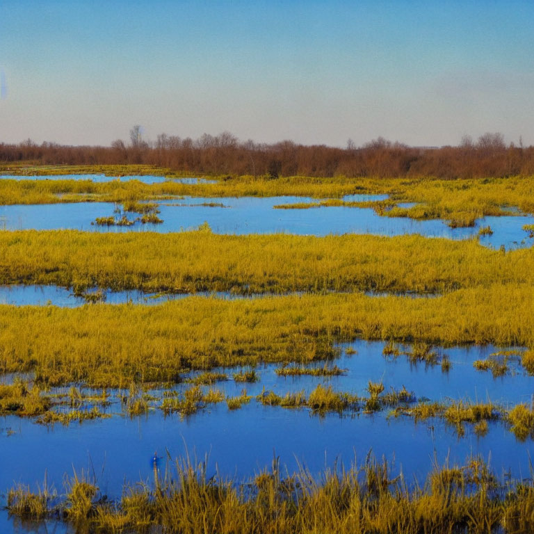 Wetland landscape with water patches and yellow-green grasses under clear blue sky