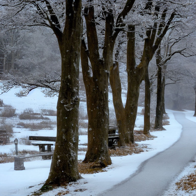 Snowy Path with Bare Trees and Wooden Bench in Tranquil Forest