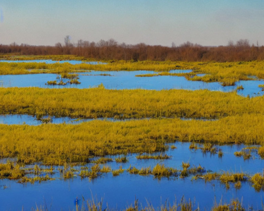 Wetland landscape with water patches and yellow-green grasses under clear blue sky