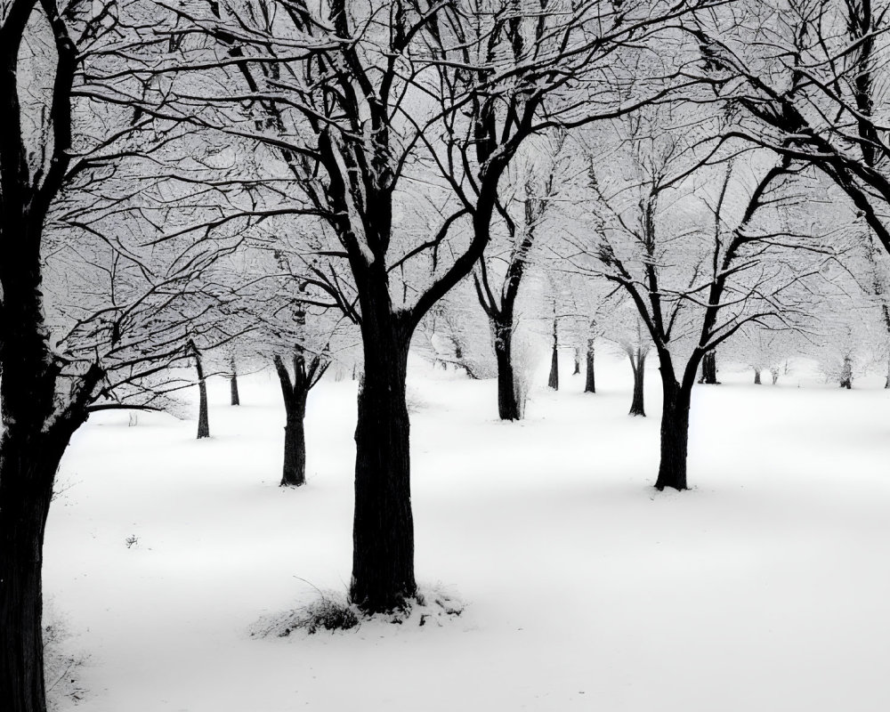 Winter Scene: Snowy Landscape with Bare Trees