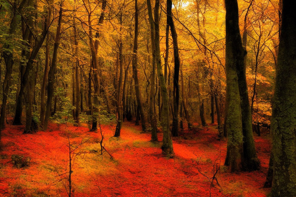 Scenic Autumn Forest with Red Leaves and Golden Canopy