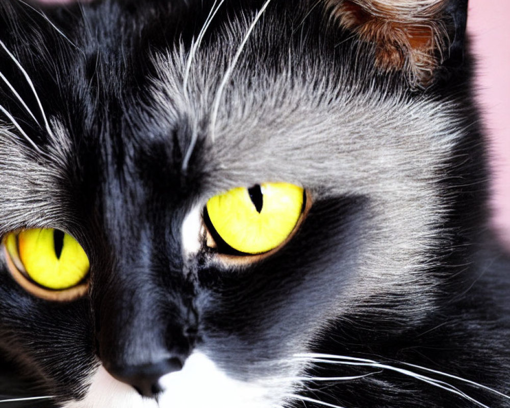 Black and White Cat with Yellow Eyes on Pink Background