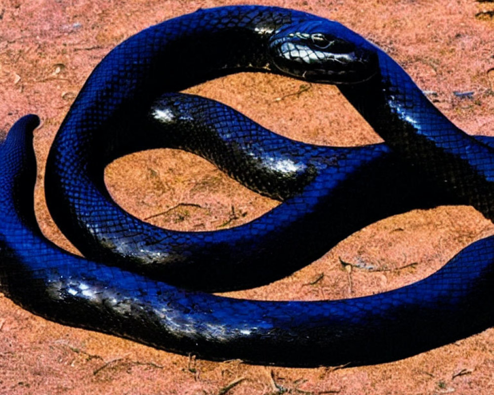 Shiny Black Snake with Smooth Scales on Reddish-Brown Surface