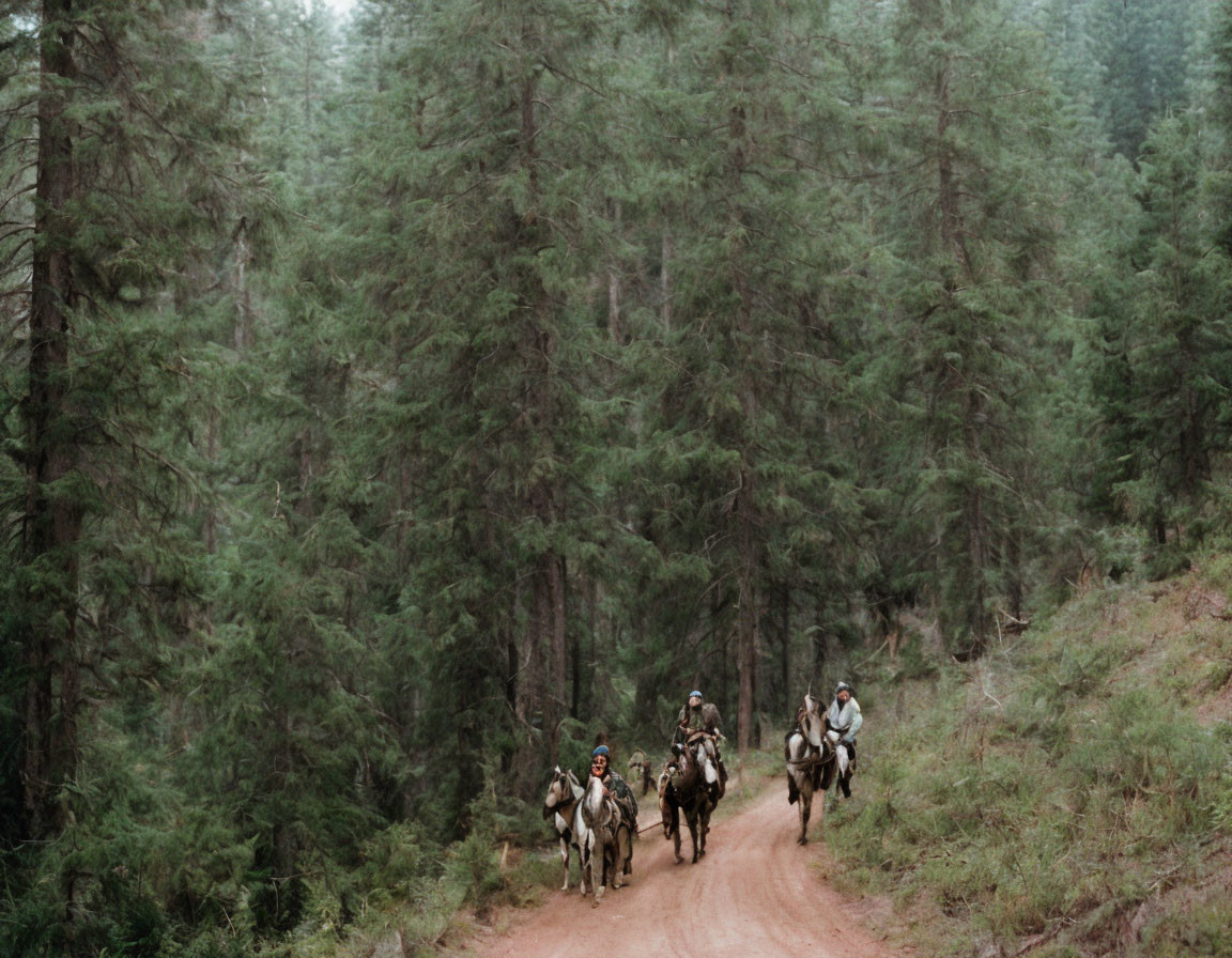 tree walk 