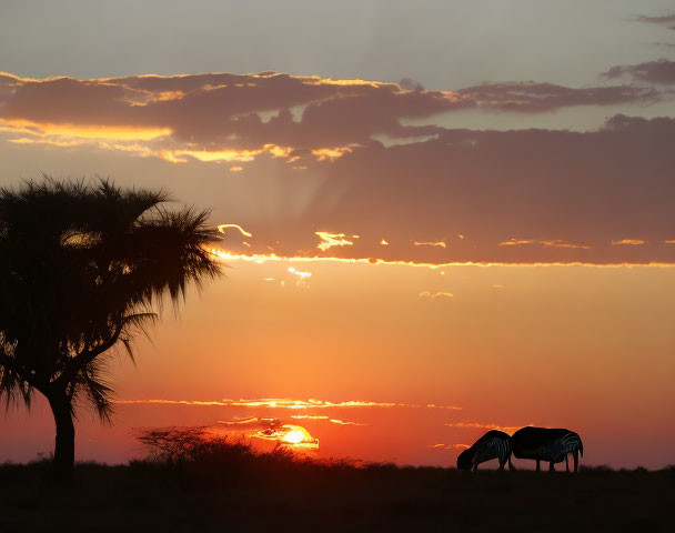 Zebras grazing under tree at sunset with vivid orange skies