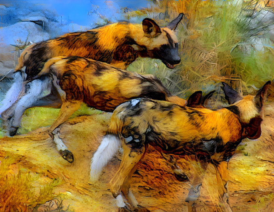 African Wild Dogs