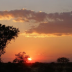 Zebras grazing under tree at sunset with vivid orange skies