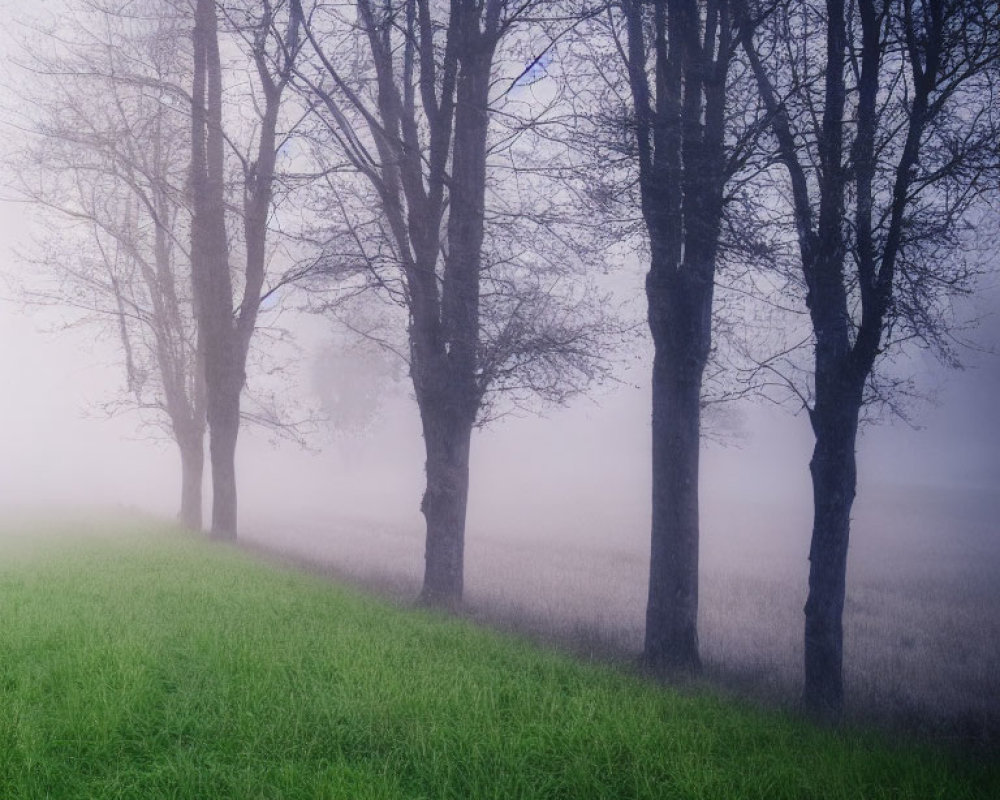 Misty landscape with lush green foreground and foggy background