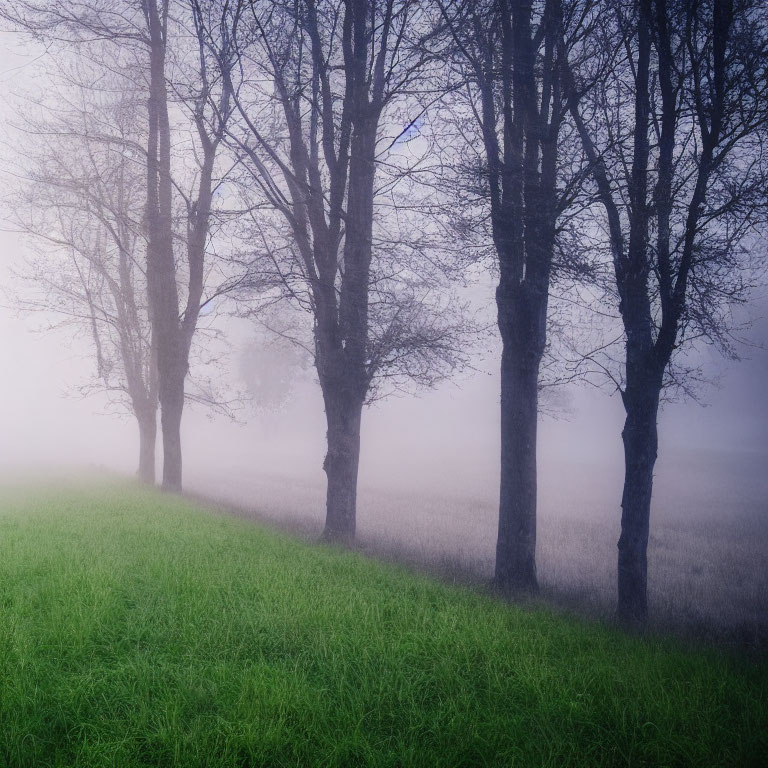 Misty landscape with lush green foreground and foggy background