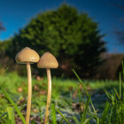 Red-Capped Mushrooms with White Spots in Mossy Forest Scene