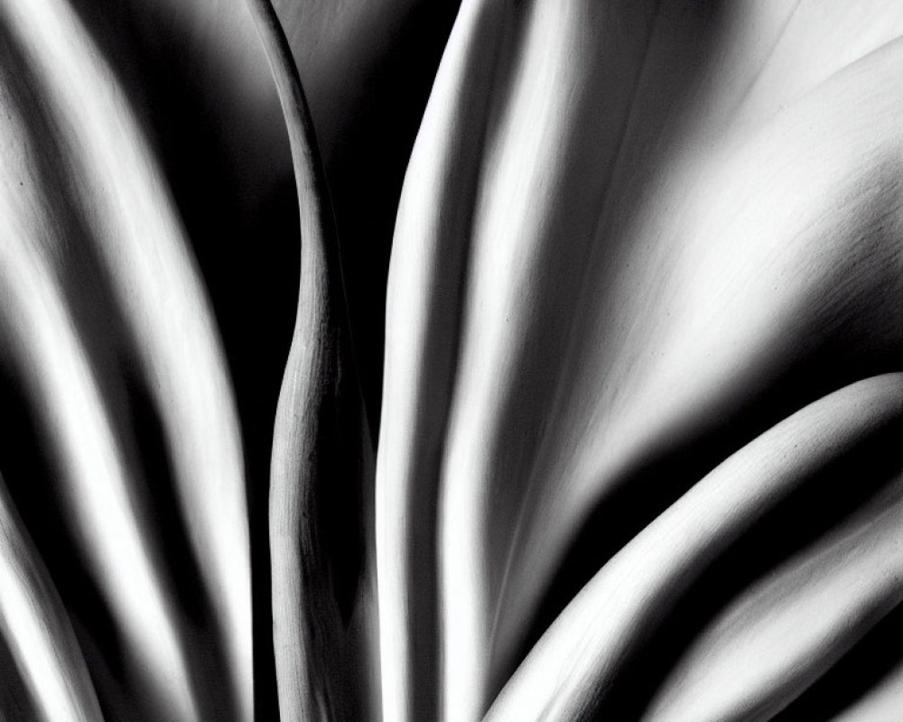 Monochrome abstract close-up with smooth, curved surfaces