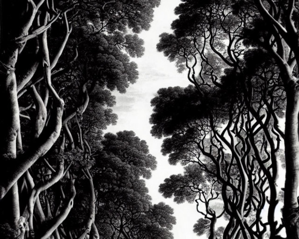 Monochrome forest with twisted, tall trees