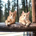 Two cats with striking green eyes on ornate book with grand staircase.