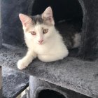 Tricolor Cat Playing with Water and Amber Eyes