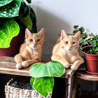 Realistic cartoon kittens with green eyes on wooden ledge