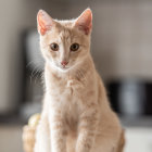 Orange Tabby Cat with Stripes and Erect Ears on Kitchen Counter