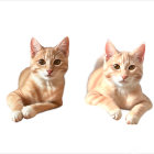 Orange and White Striped Cats Sitting Together on White Background