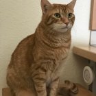 Orange Cat with Green Eyes in Front of Fairytale Castle