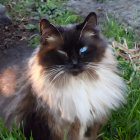 Dark-Faced Long-Haired Cat with Bright Blue Eyes in Garden