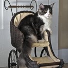 Black and White Cat on Ornate Antique Chair with Cat Figurine