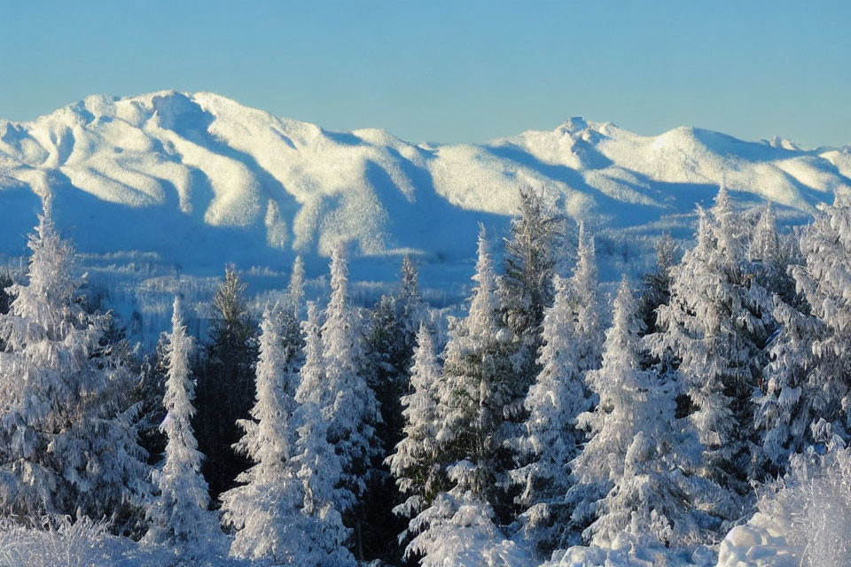 Snowy Mountain Landscape with Frosty Coniferous Trees