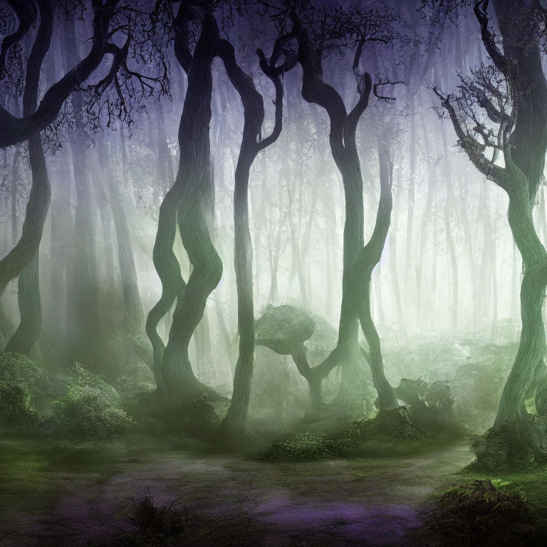 Foggy forest with twisted trees and soft light