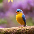 Colorful bird with yellow chest and blue wings on mossy surface with purple flowers