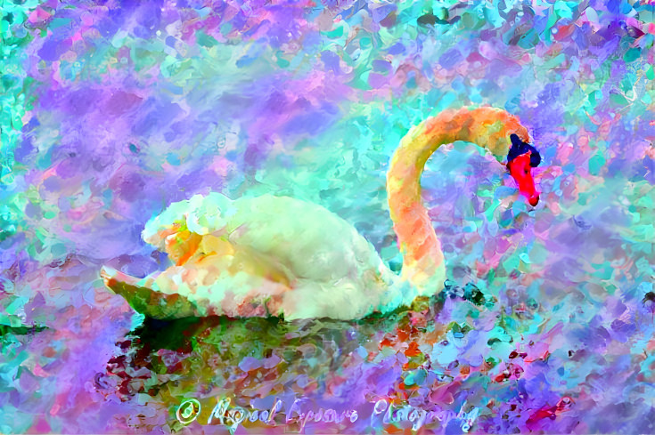 Lonely Swan