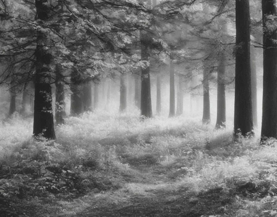 Serene black and white forest landscape with misty atmosphere and winding path