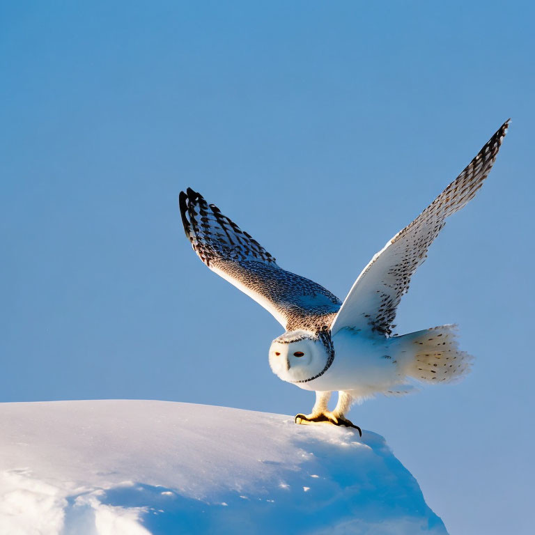 Snowy owl spreading wings in flight against snow-covered mound & blue sky