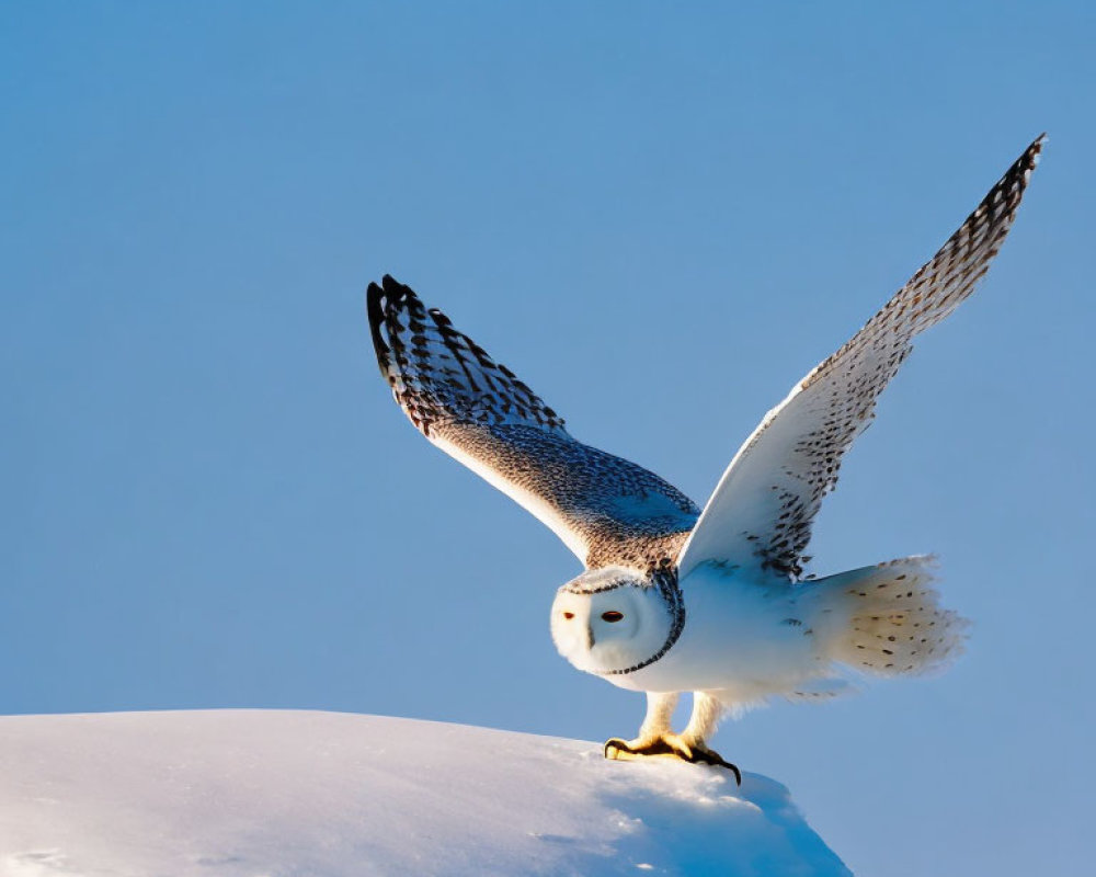 Snowy owl spreading wings in flight against snow-covered mound & blue sky