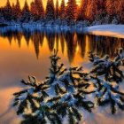 Snow-covered evergreen trees in tranquil winter sunset scene by still lake