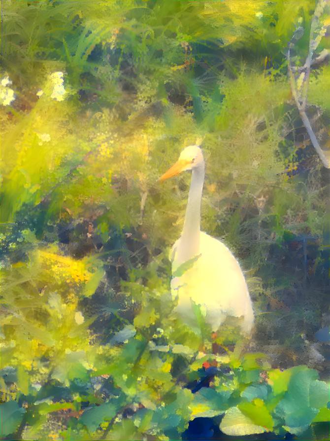 Egret in the middle of the park