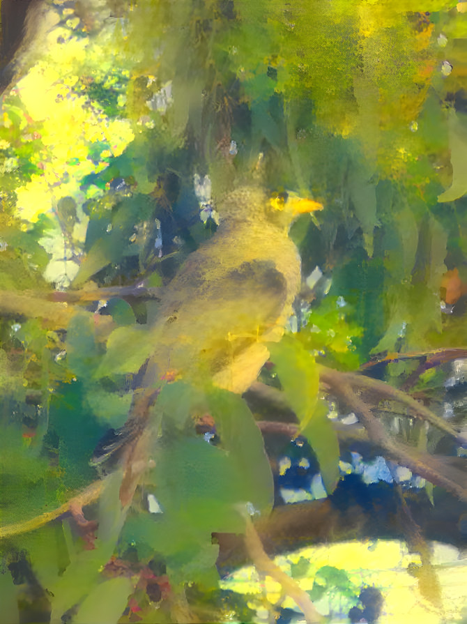 Traditional style bird, Noisy miner bird 