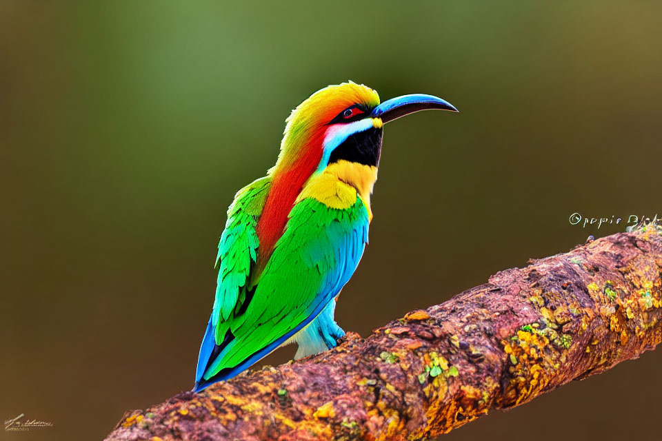 Colorful European Bee-eater bird on textured branch with green, yellow, and blue shades.