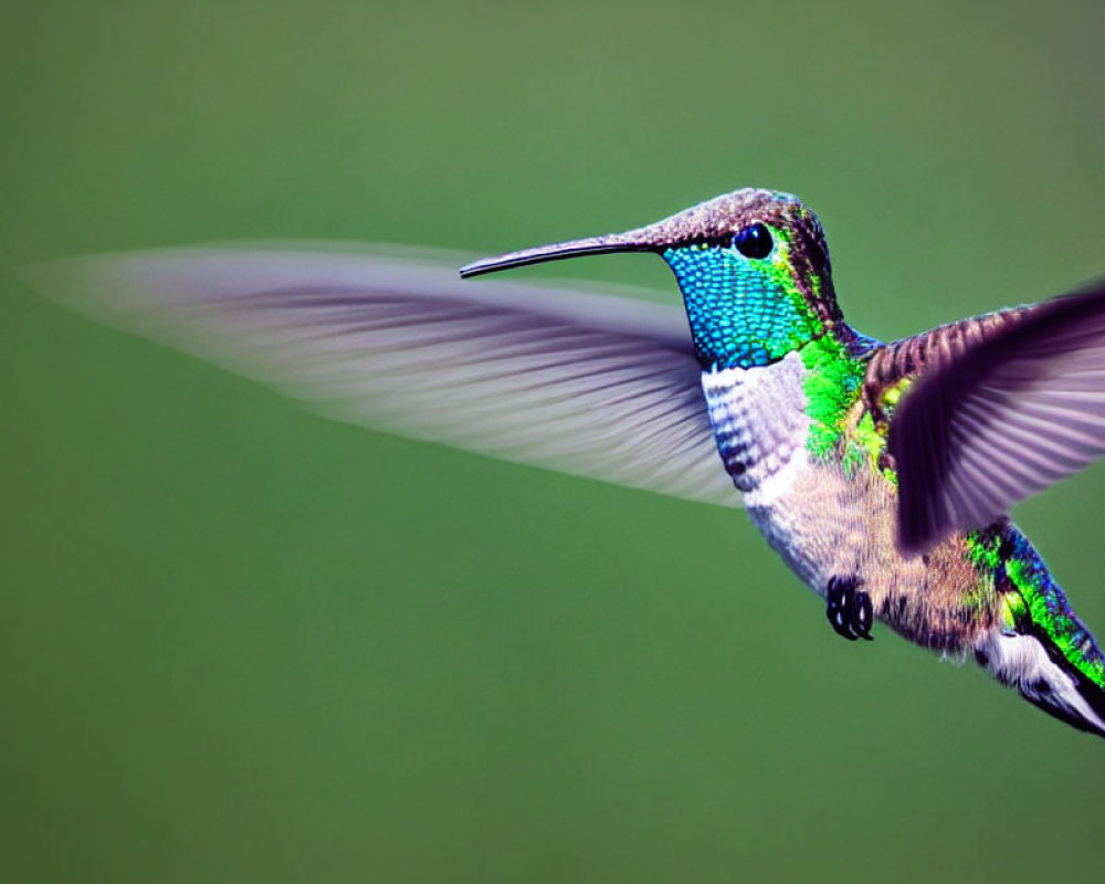 Iridescent green hummingbird in flight with blurred wings on soft green backdrop