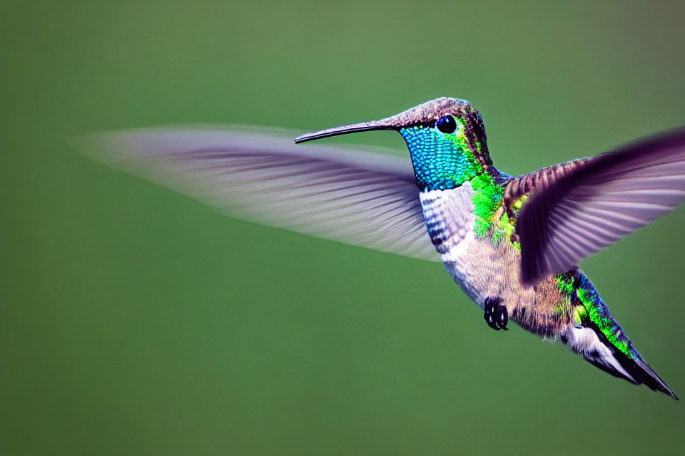 Iridescent green hummingbird in flight with blurred wings on soft green backdrop