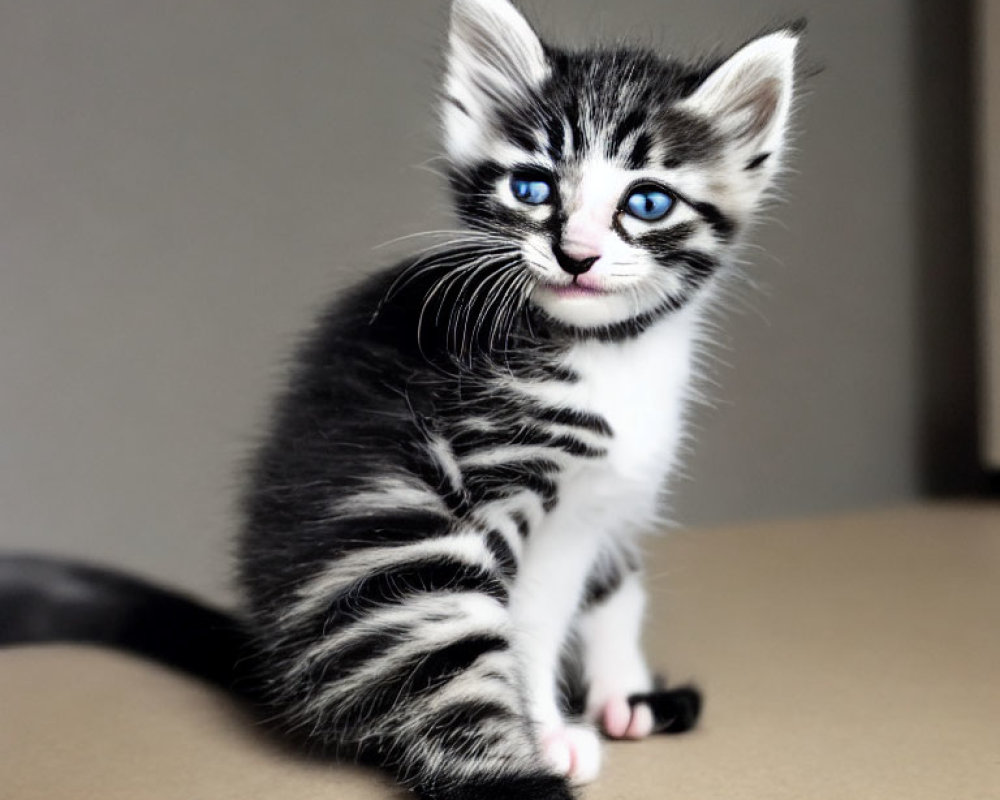 Striped black and white kitten with blue eyes on tan surface against grey background