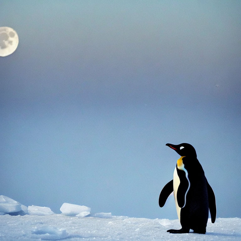 Solitary penguin on icy terrain under twilight sky