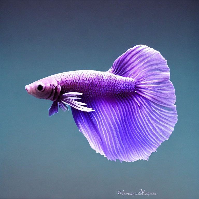 Violet Betta Fish with Purple Scales and Fan-Like Fins in Clean Water