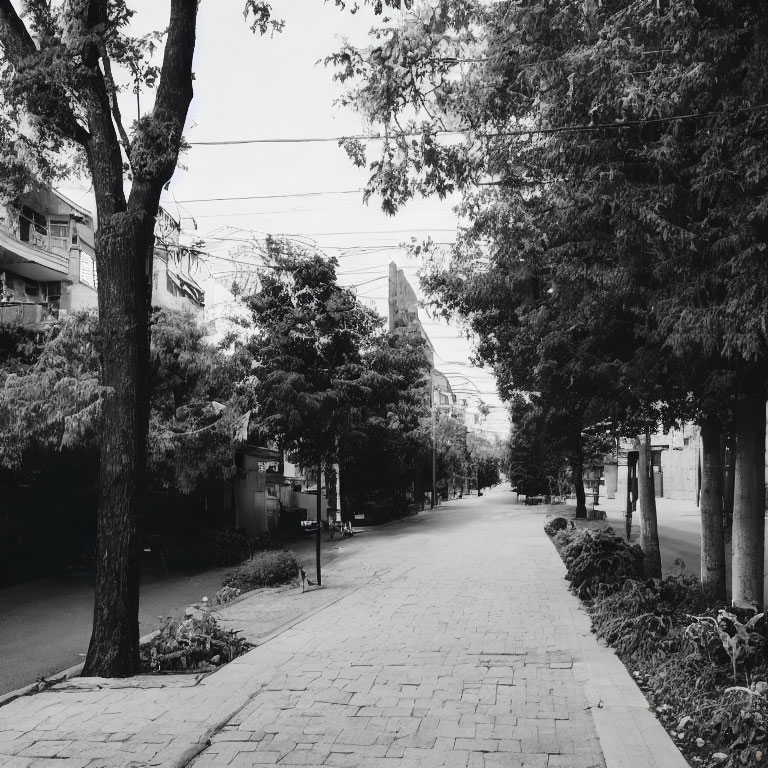 Monochrome image of tree-lined street with buildings and overhead cables