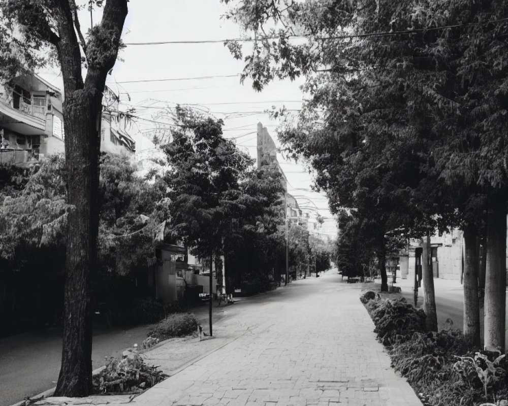 Monochrome image of tree-lined street with buildings and overhead cables