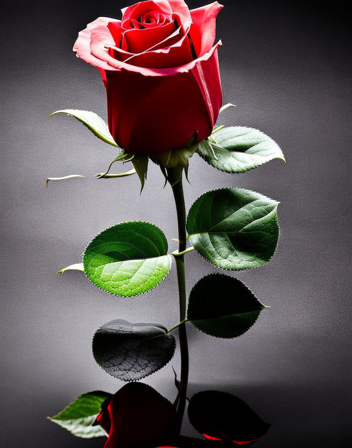 Vibrant red rose with green leaves and thorns against grey background