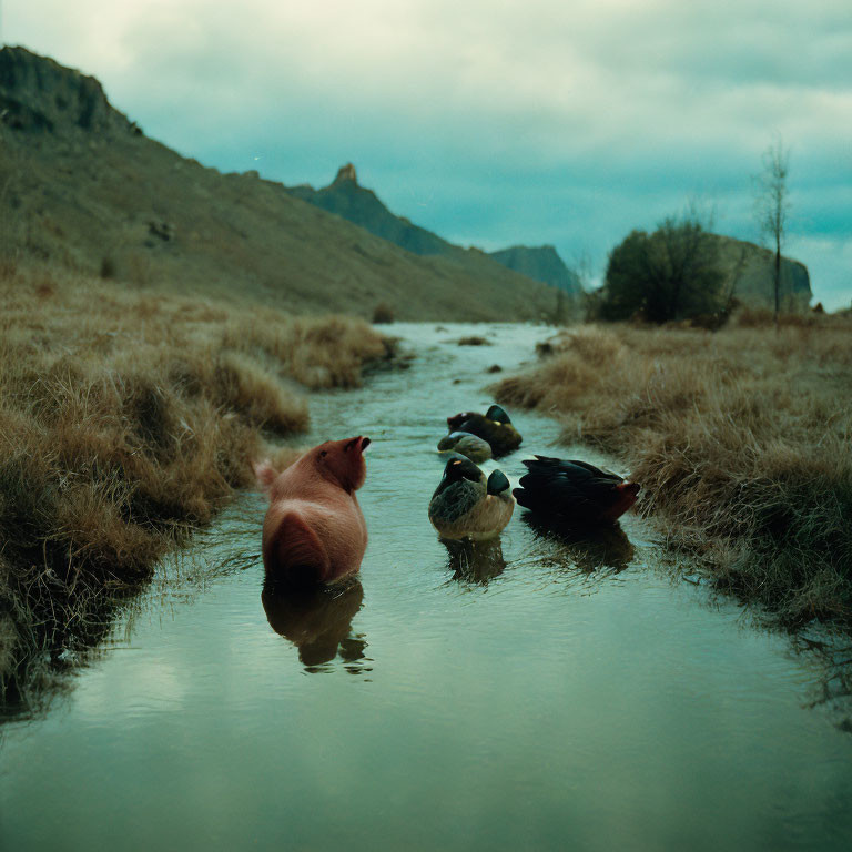 Farm animals bathing in stream under moody sky and hilly landscape