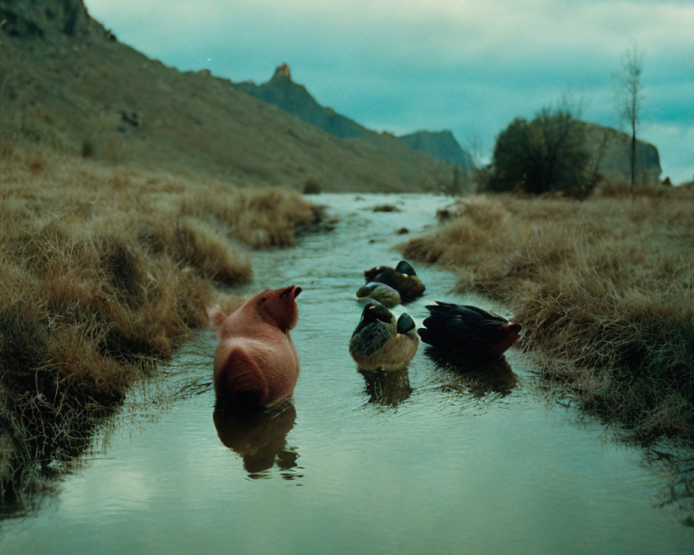 Farm animals bathing in stream under moody sky and hilly landscape