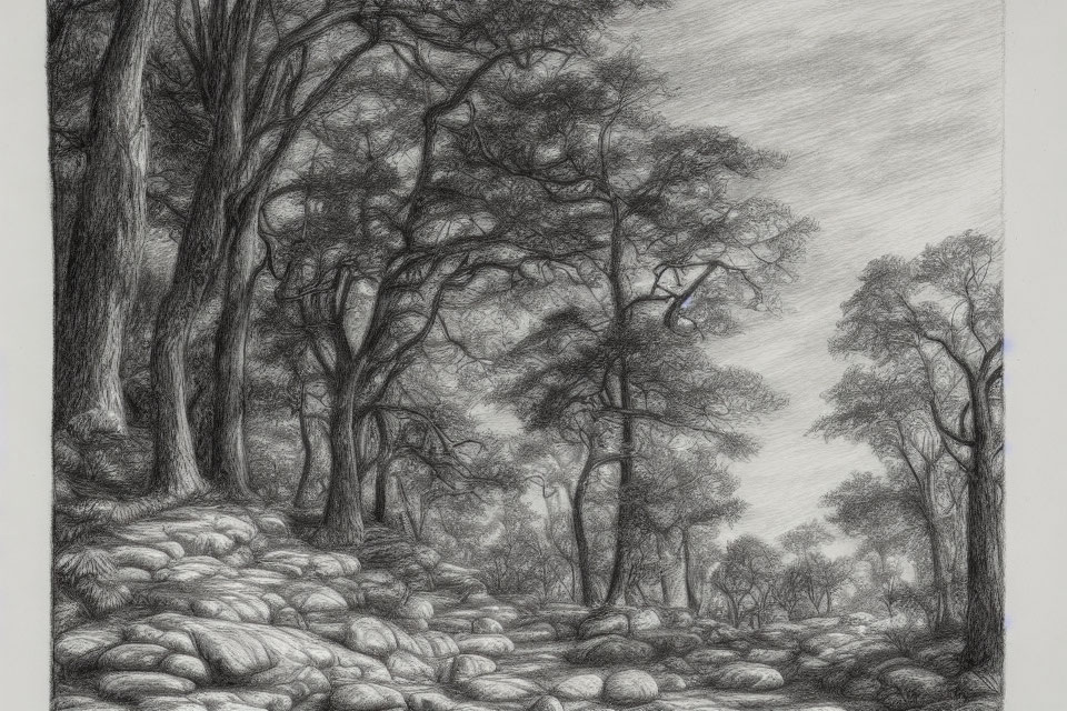 Detailed Pencil Sketch: Serene Forest Scene with Trees and Smooth Rocks