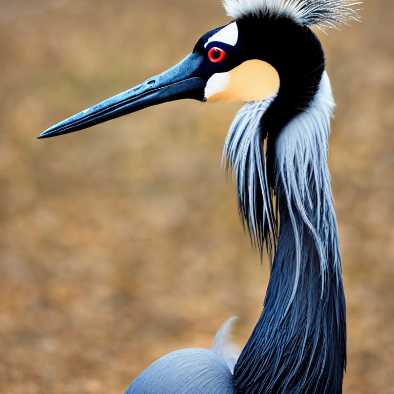 Black-necked crane with red eyes, blue and orange face, and grey feathers