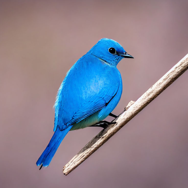 Colorful Blue Bird Perched on Diagonal Branch with Mauve Background