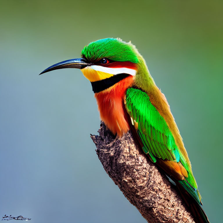 Colorful European Bee-eater bird perched on branch